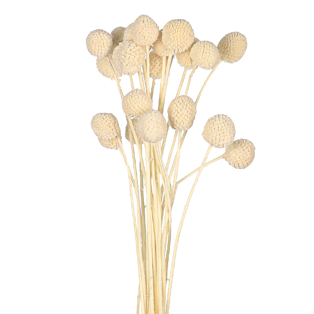 Natural Dried Craspedia Flower(without vase) - Image 4