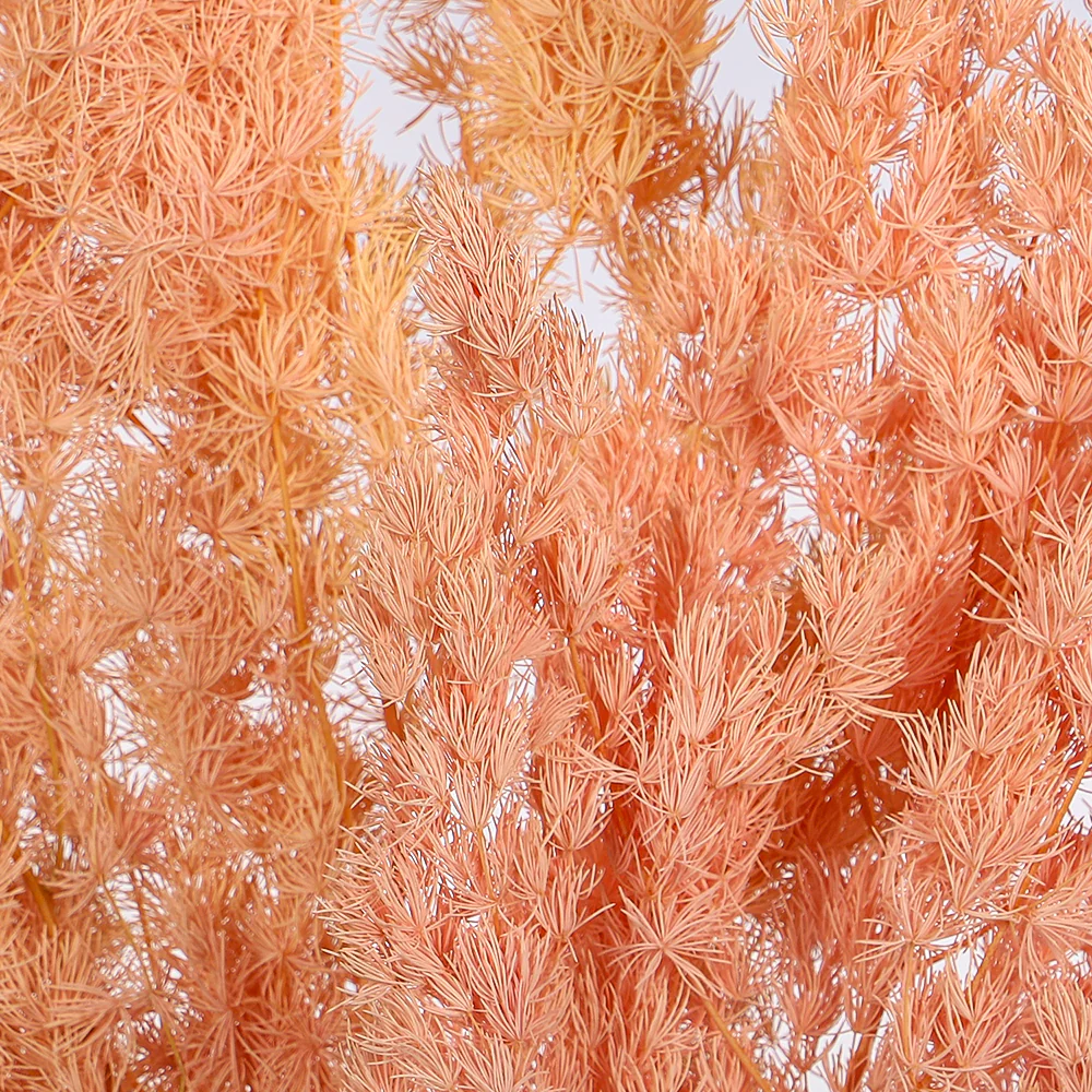 Natural Dried Fern Branch(without vase) - Image 11