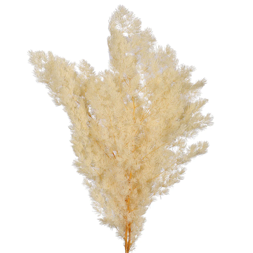 Natural Dried Fern Branch(without vase) - Image 4
