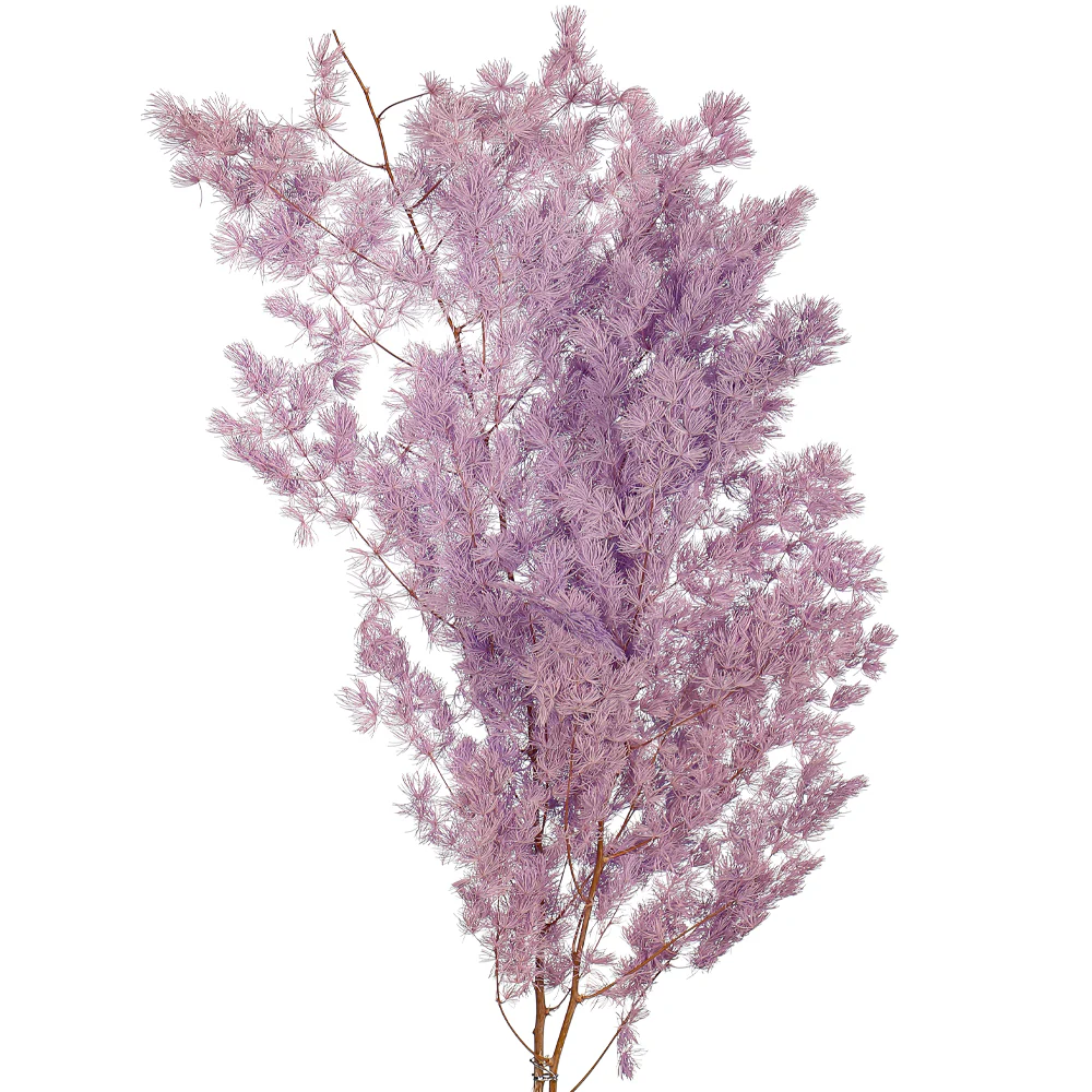 Natural Dried Fern Branch(without vase) - Image 8