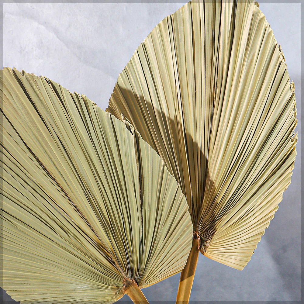 Natural Dried Palm Leaf Single Stem - Image 3