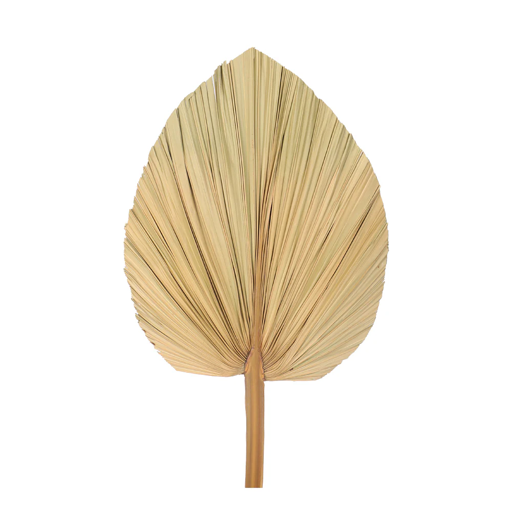Natural Dried Palm Leaf Single Stem - Image 4