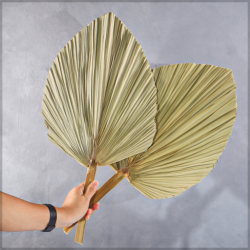 Natural Dried Palm Leaf Single Stem - Image 5
