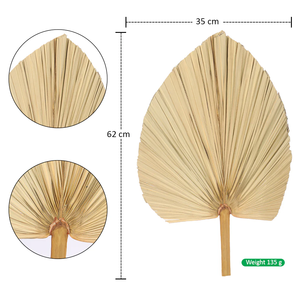 Natural Dried Palm Leaf Single Stem - Image 6