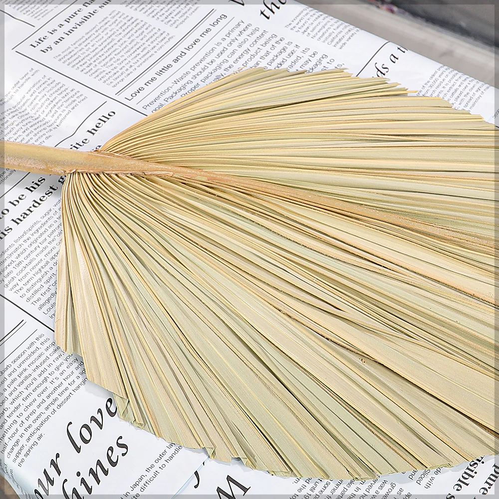 Natural Dried Palm Leaf Single Stem - Image 7