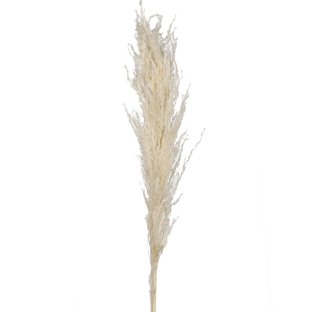 Natural Dried Pampas Grass Single Stem (without vase) - Image 6