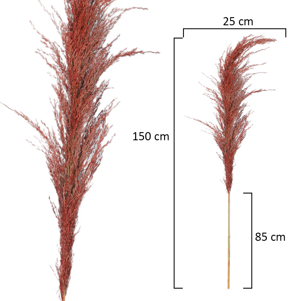 Natural Dried Pampas Grass Single Stem (without vase) - Image 8