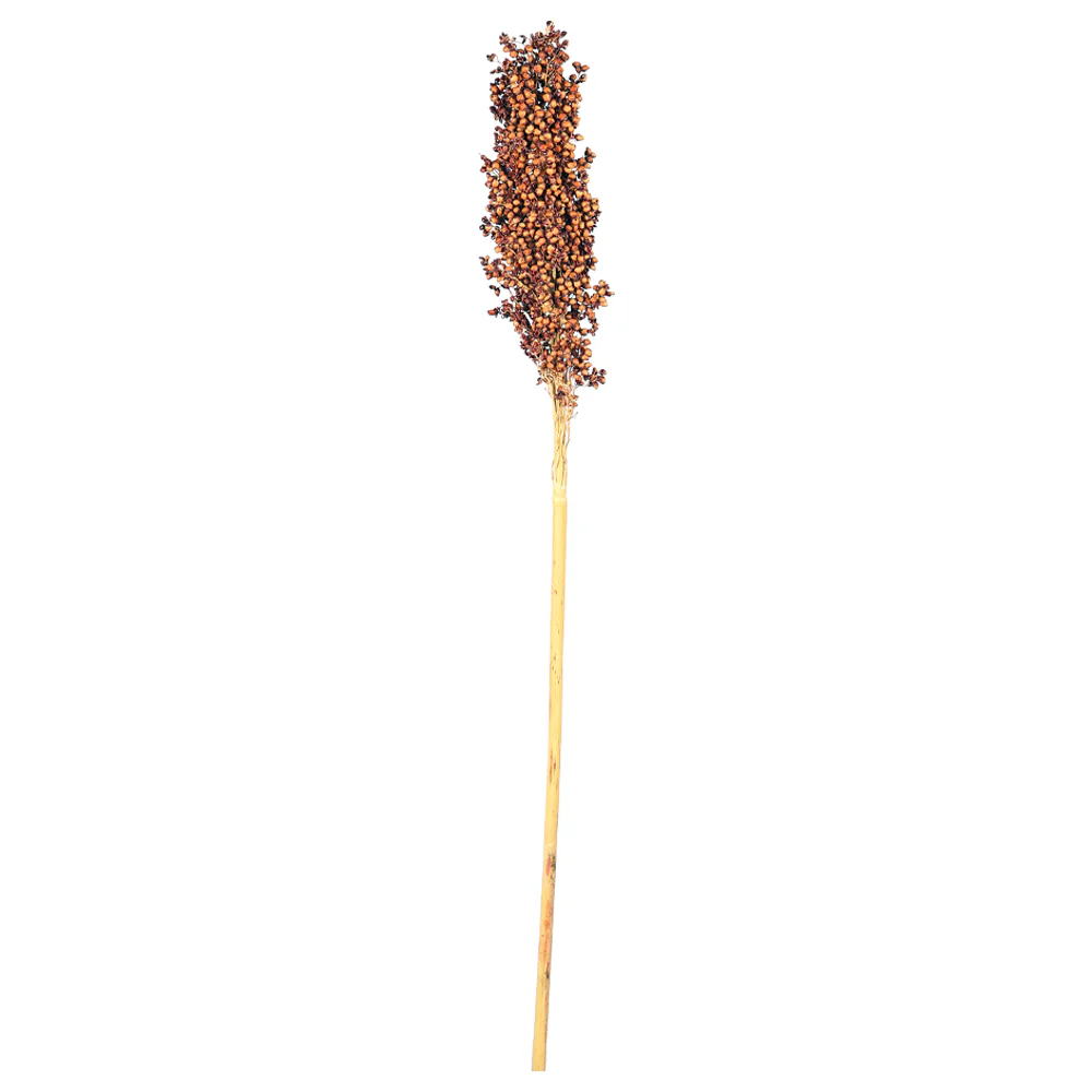 Natural Dried Sorghum Flower Single Stem (without vase) - Image 3