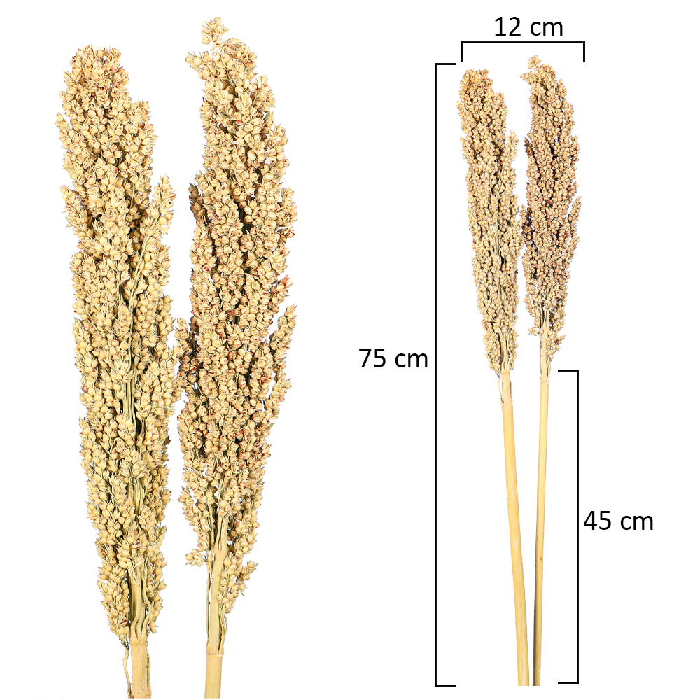 Natural Dried Sorghum Flower Single Stem (without vase) - Image 5