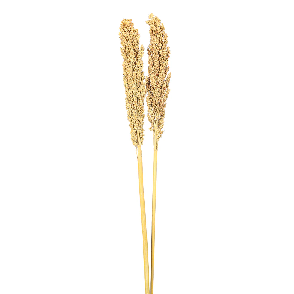 Natural Dried Sorghum Flower Single Stem (without vase) - Image 6