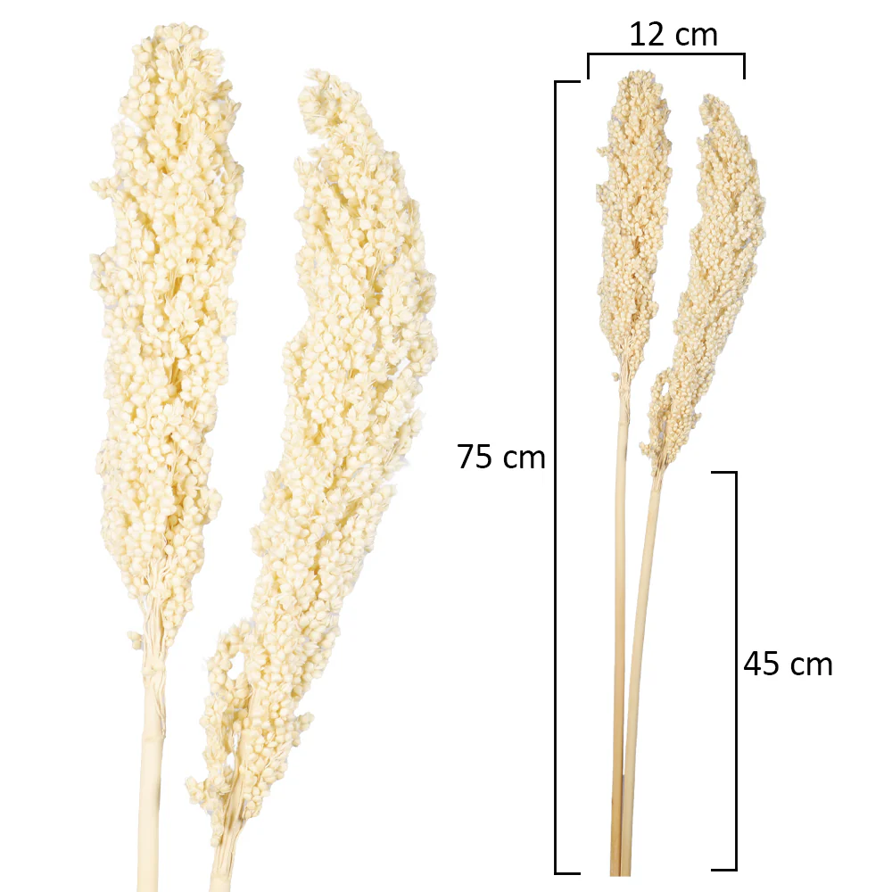 Natural Dried Sorghum Flower Single Stem (without vase) - Image 8