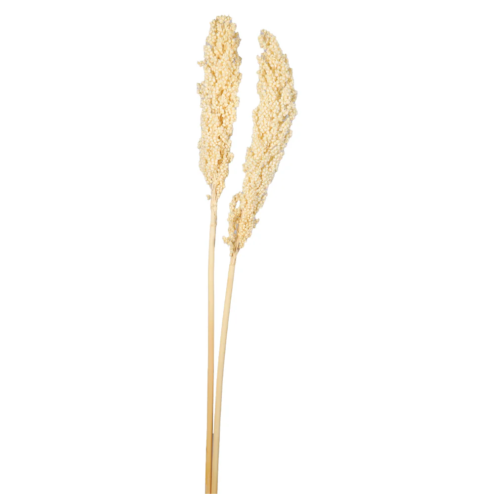Natural Dried Sorghum Flower Single Stem (without vase) - Image 9