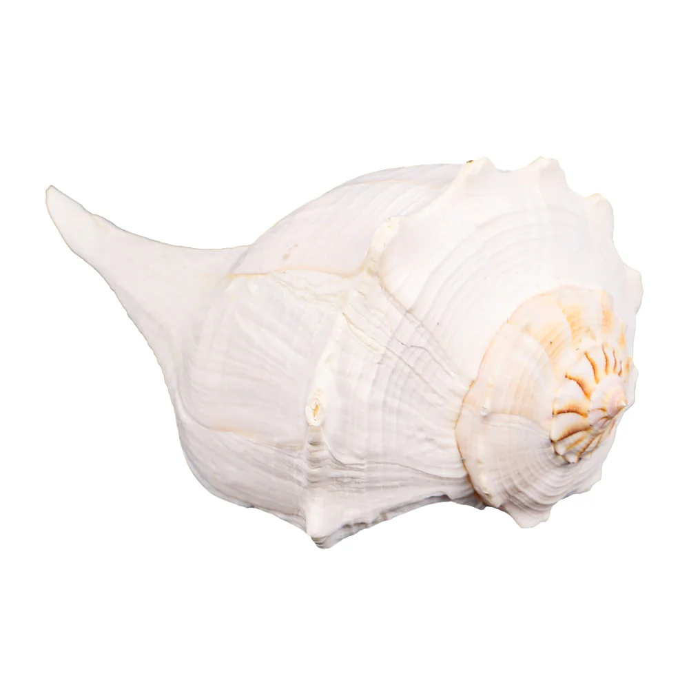 Natural Medium Seashells - Image 2