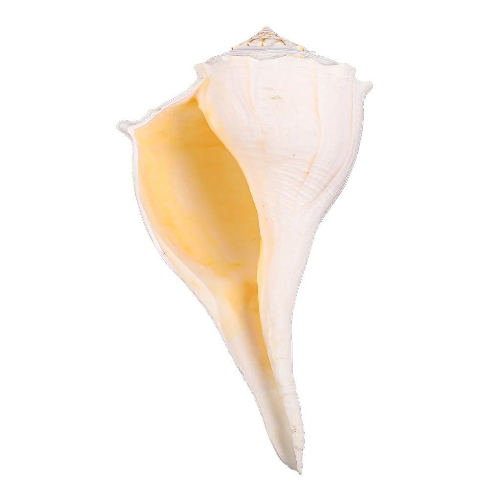 Natural Medium Seashells - Image 3