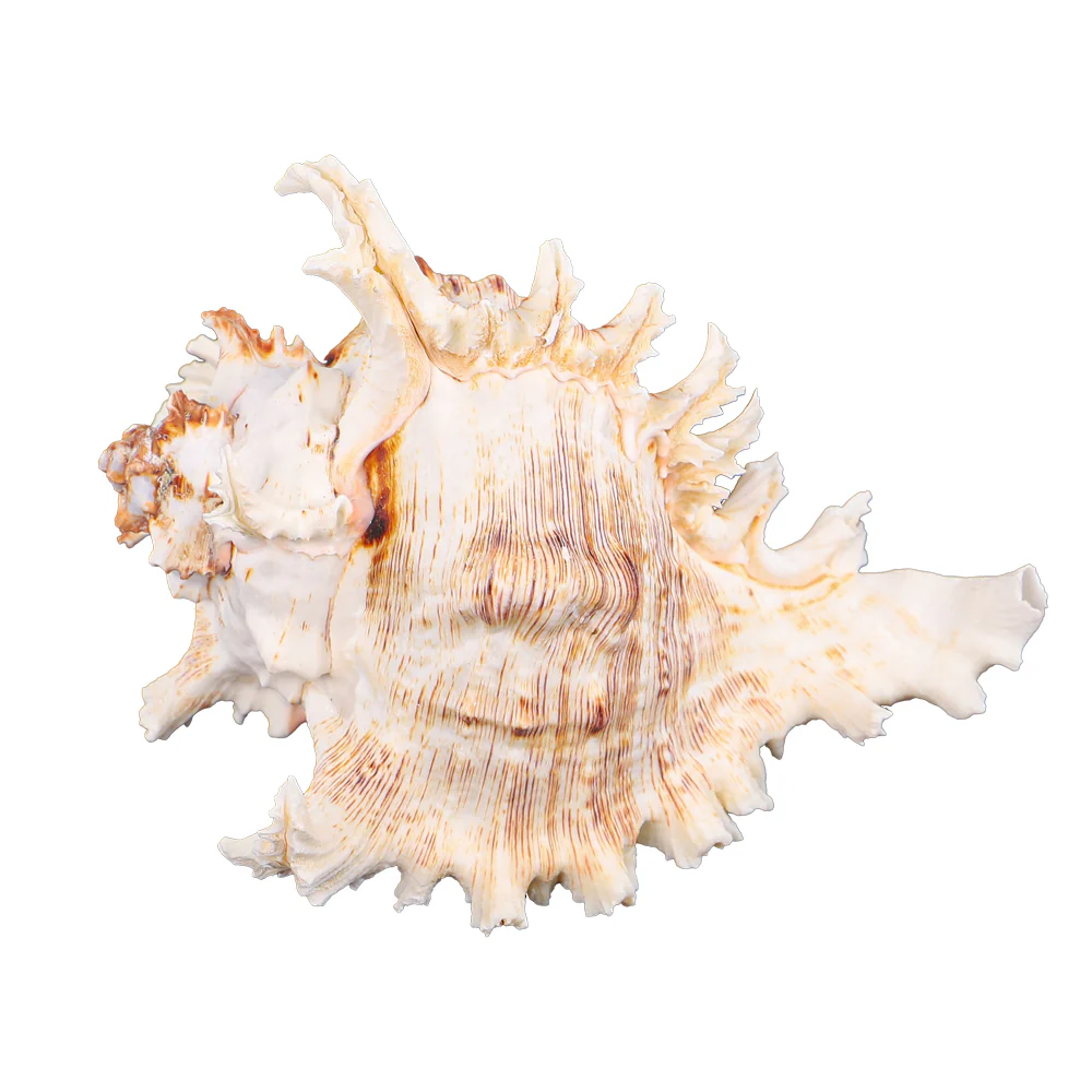Natural Ocean Conch Seashell