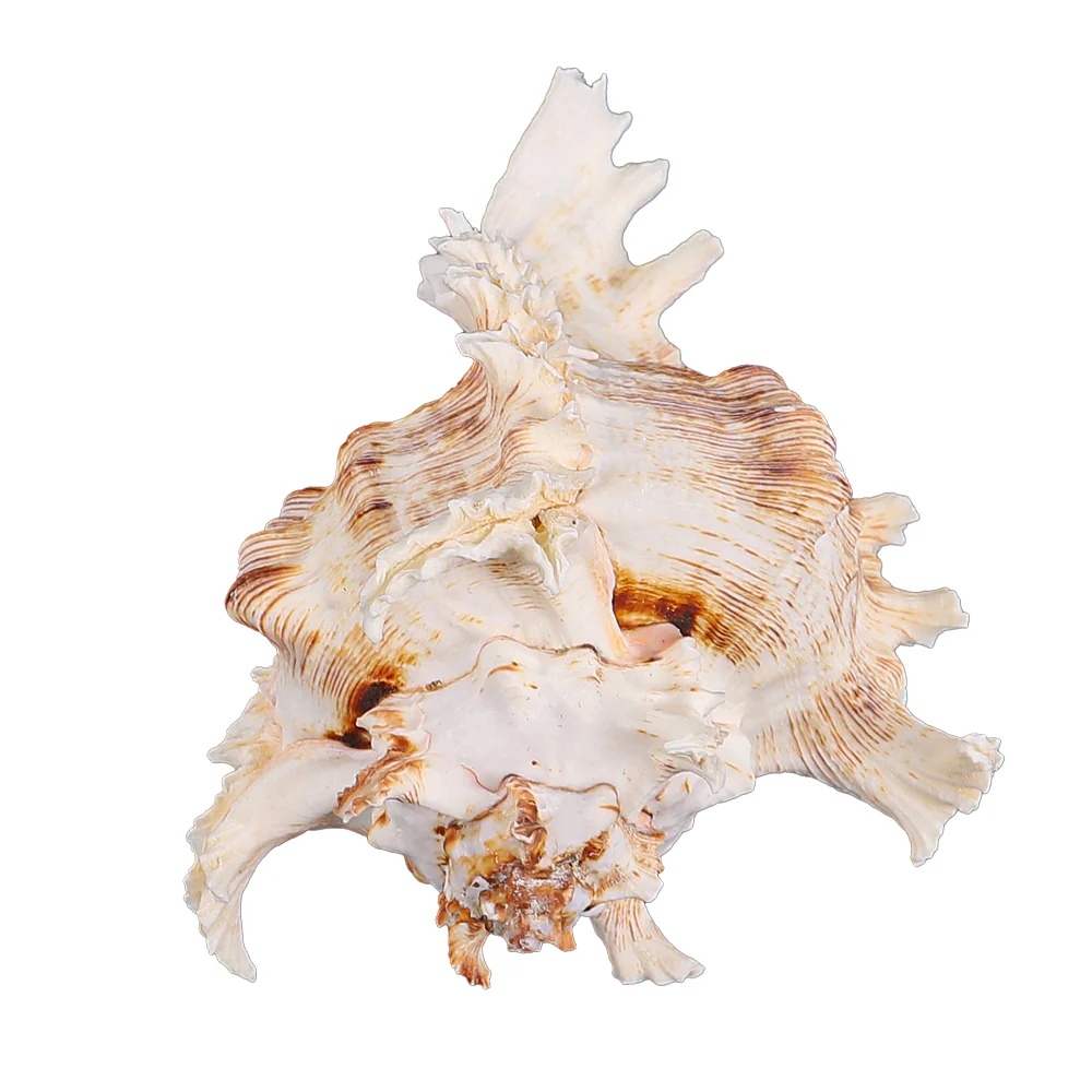 Natural Ocean Conch Seashell - Image 2