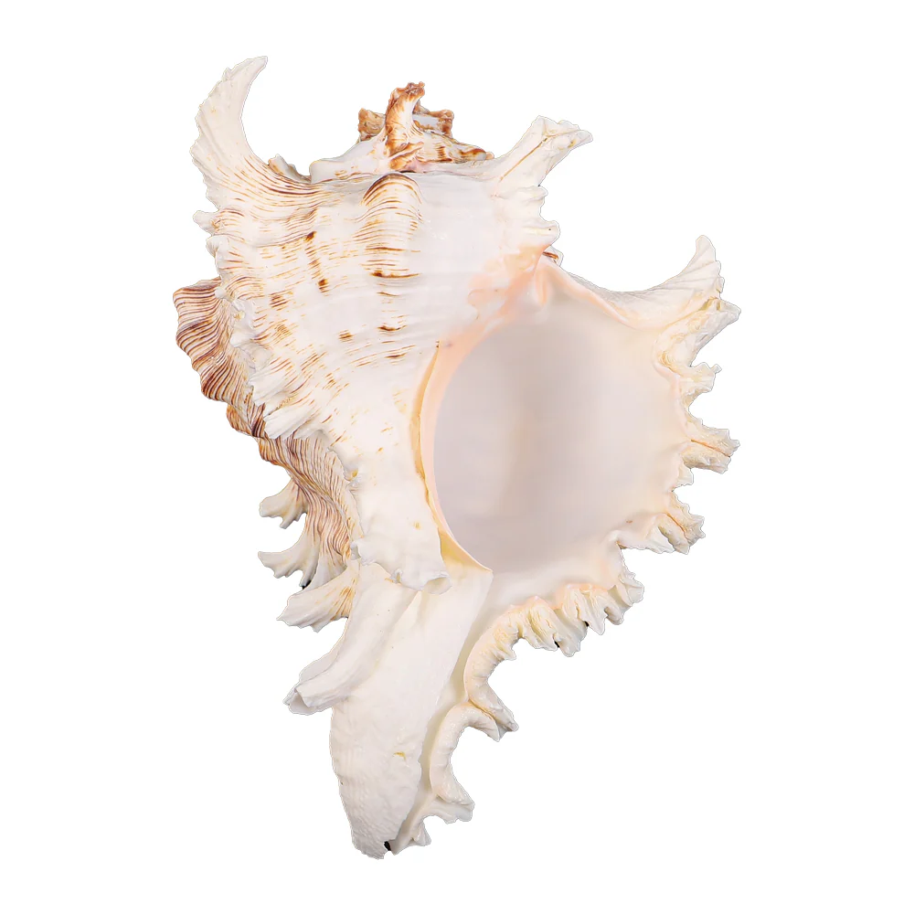 Natural Ocean Conch Seashell - Image 3