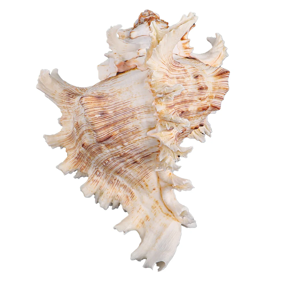 Natural Ocean Conch Seashell - Image 4
