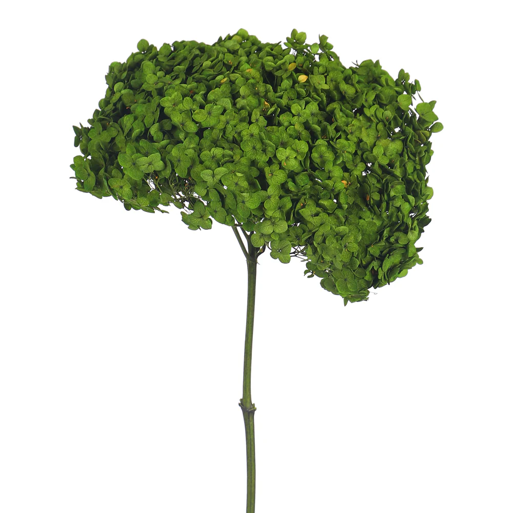 Natural Preserved Dried Hydrangea Flower - Image 15