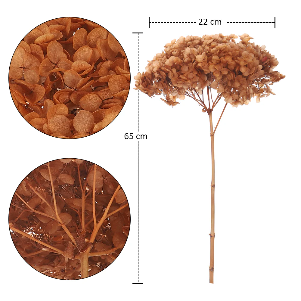 Natural Preserved Dried Hydrangea Flower - Image 29