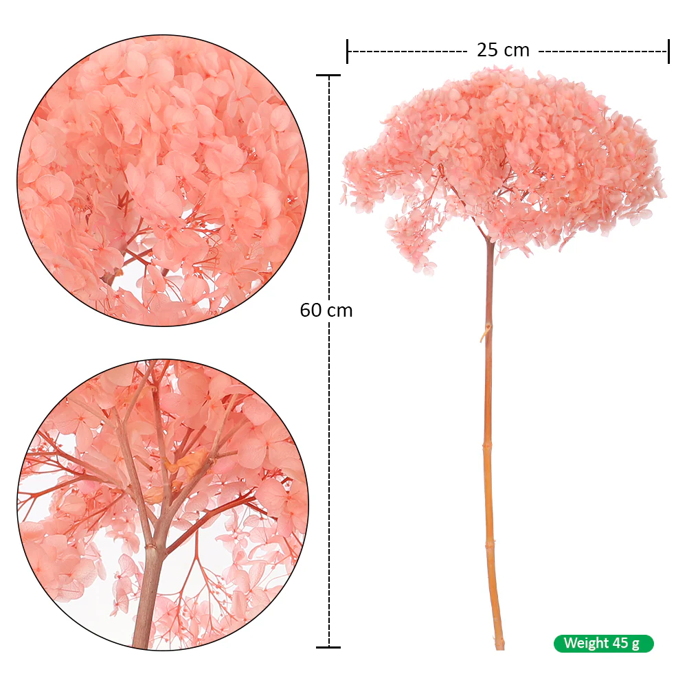 Natural Preserved Dried Hydrangea Flower - Image 32