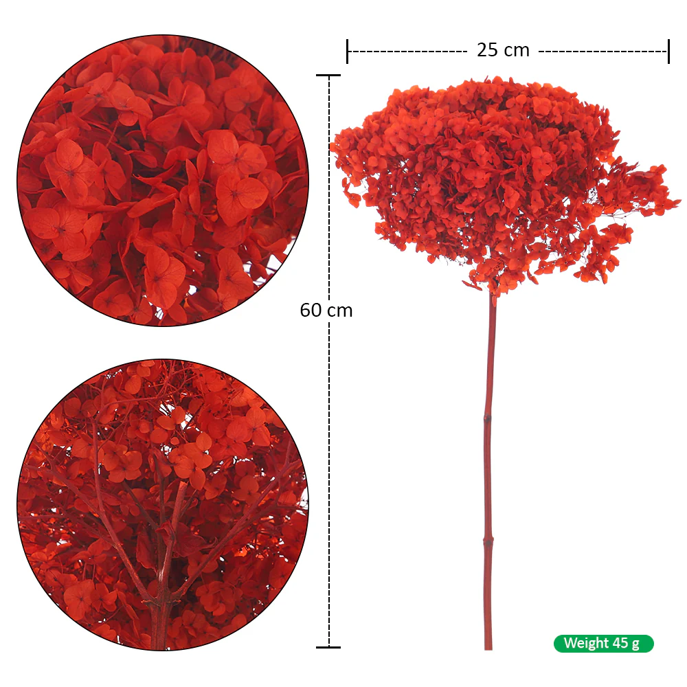 Natural Preserved Dried Hydrangea Flower - Image 35