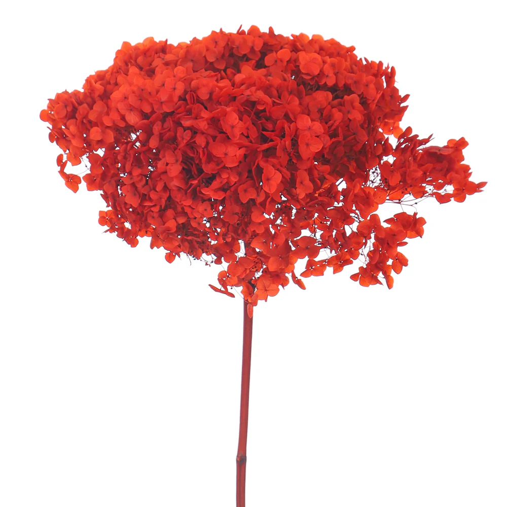Natural Preserved Dried Hydrangea Flower - Image 36
