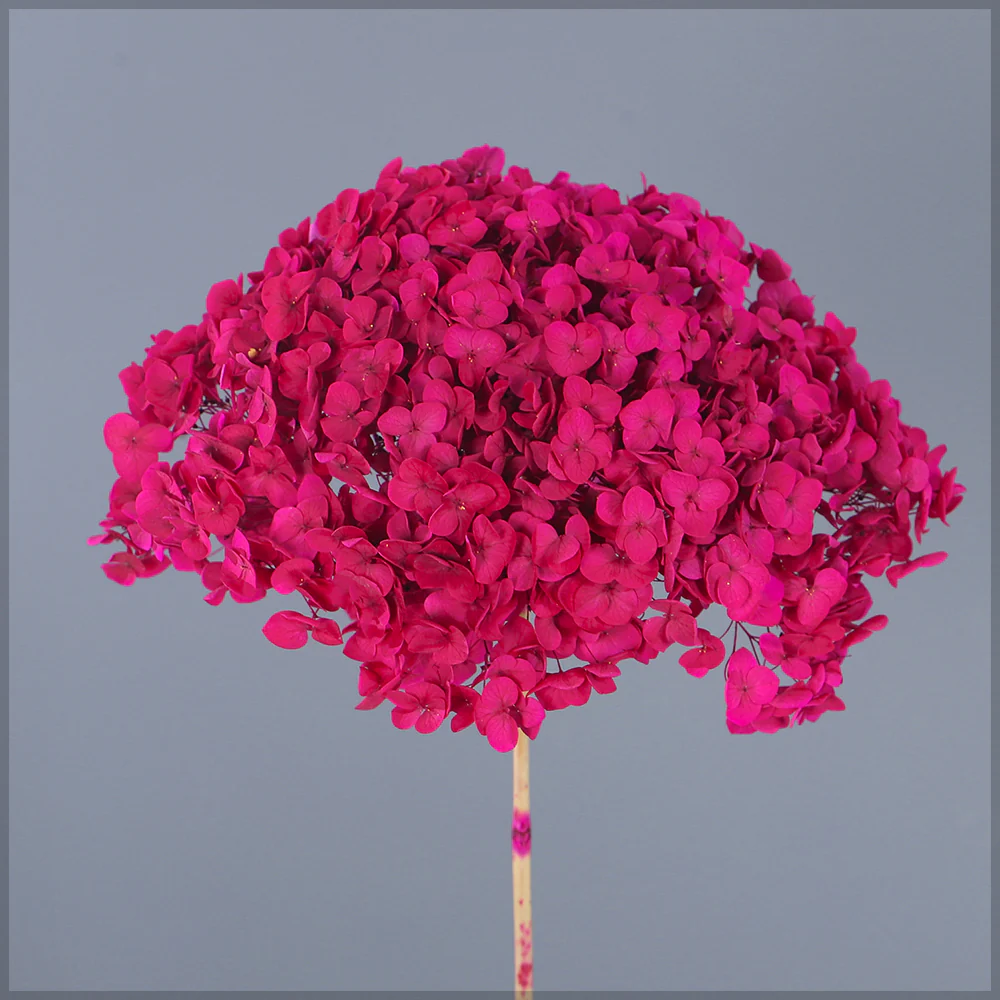 Natural Preserved Dried Hydrangea Flower - Image 40