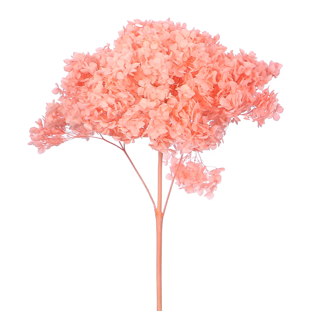 Natural Preserved Dried Hydrangea Flower - Image 46