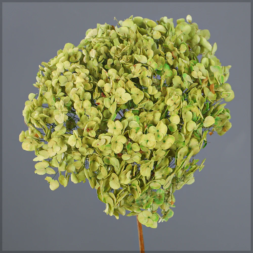 Natural Preserved Dried Hydrangea Flower - Image 48