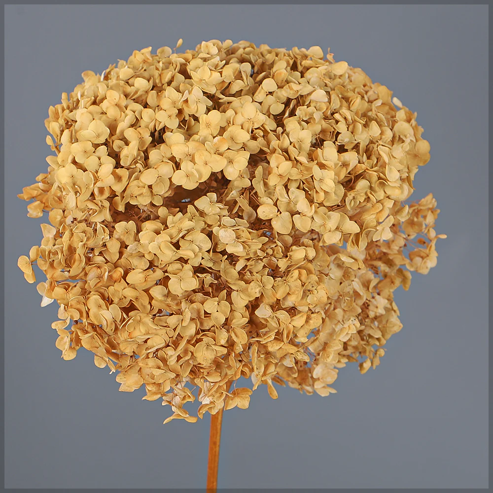 Natural Preserved Dried Hydrangea Flower - Image 52