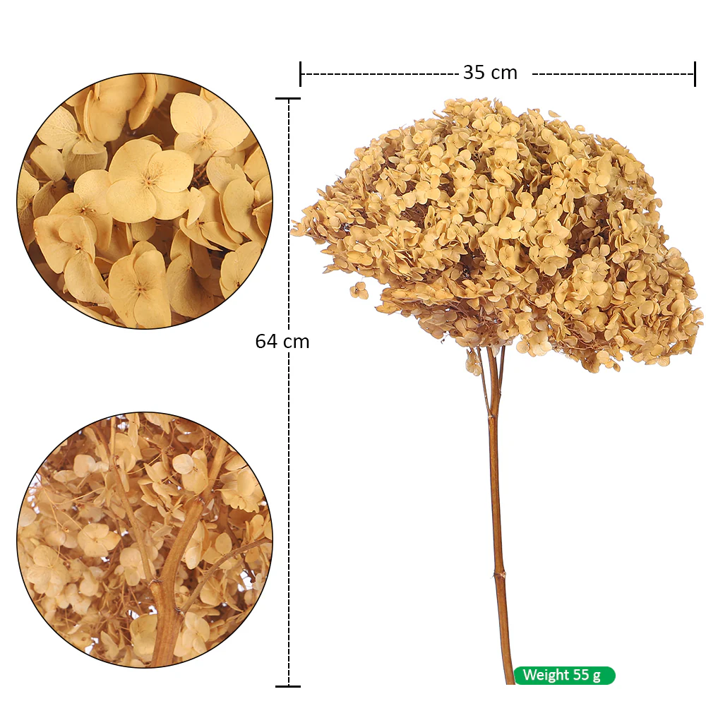 Natural Preserved Dried Hydrangea Flower - Image 53