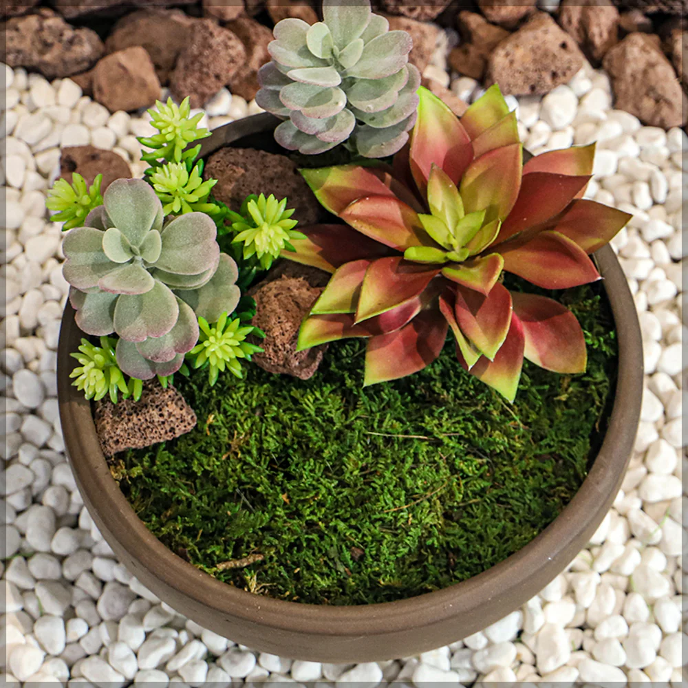 Natural Preserved Dried Moss Sheet - Image 10