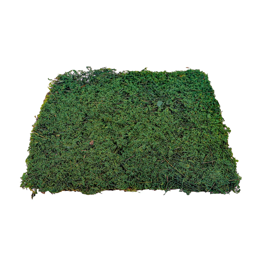 Natural Preserved Dried Moss Sheet - Image 4
