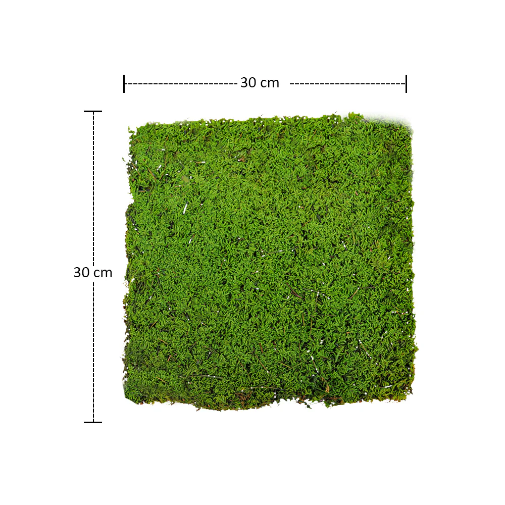 Natural Preserved Dried Moss Sheet - Image 7