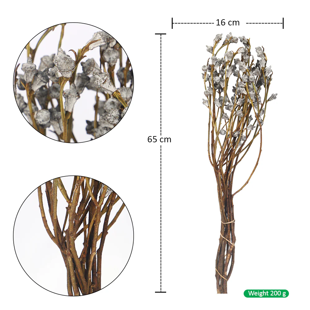 Natural Preserved Dry Eucalyptus Fruit(without vase) - Image 2