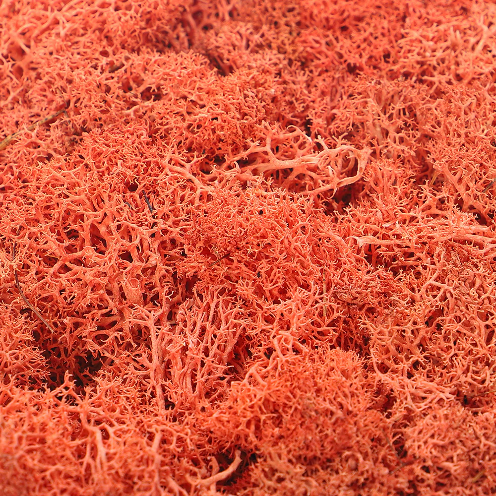 Natural Preserved Fresh Moss Grass - Image 3