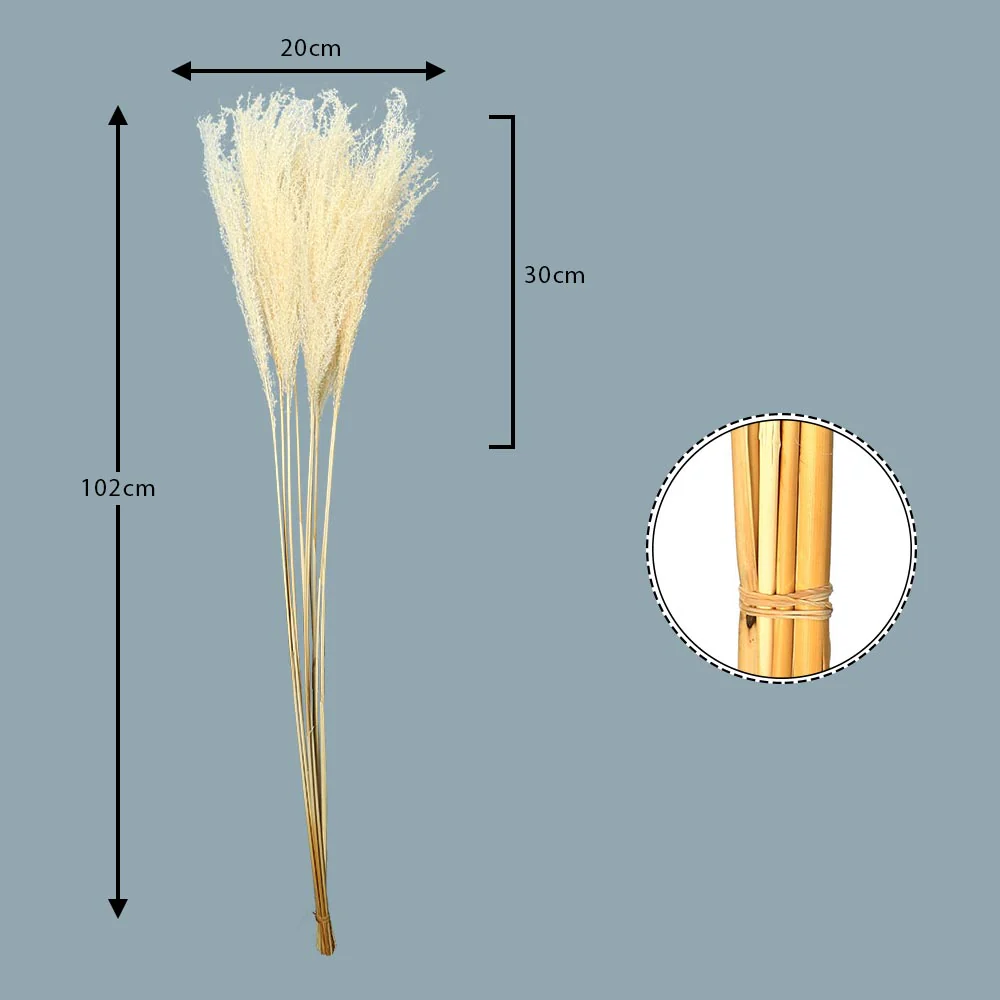 Natural Preserved Pampas Grass(without vase) - Image 5