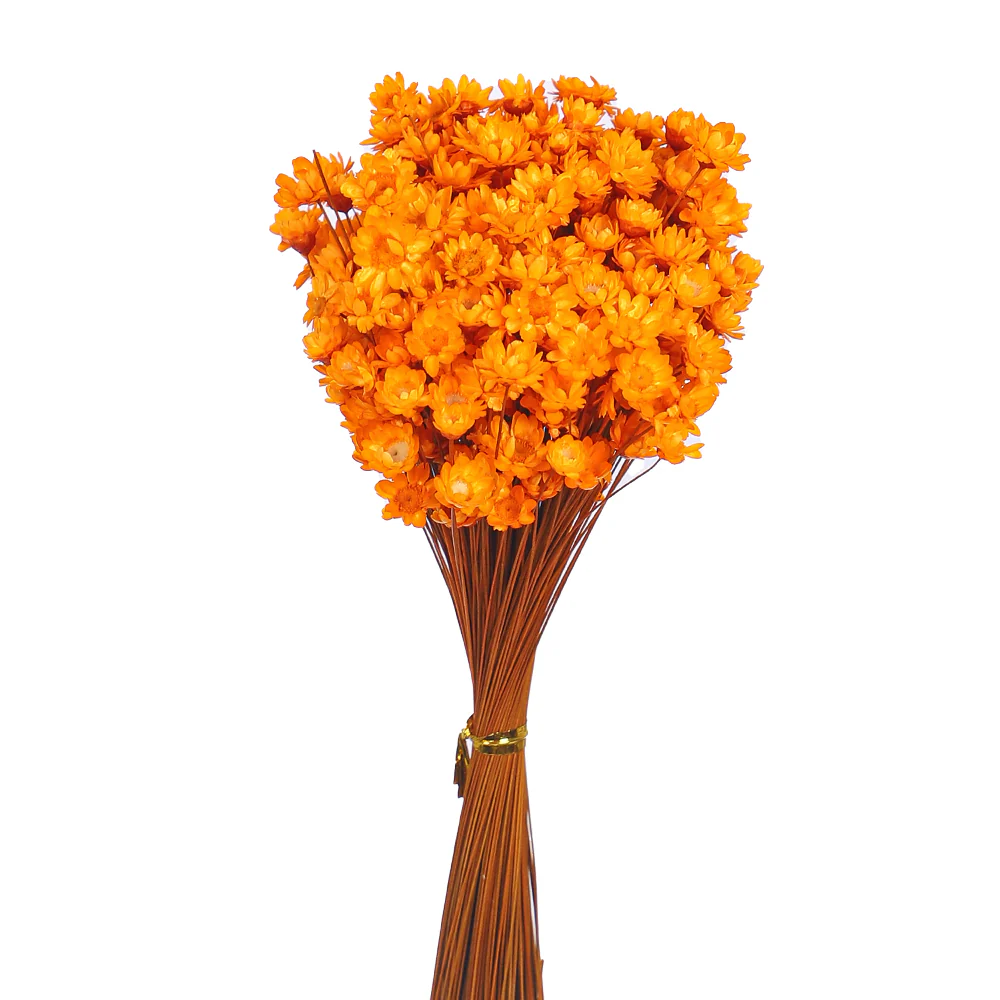 Natural Preserved Xeranthemum Flowers - Image 15