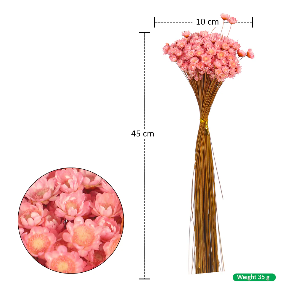 Natural Preserved Xeranthemum Flowers - Image 5