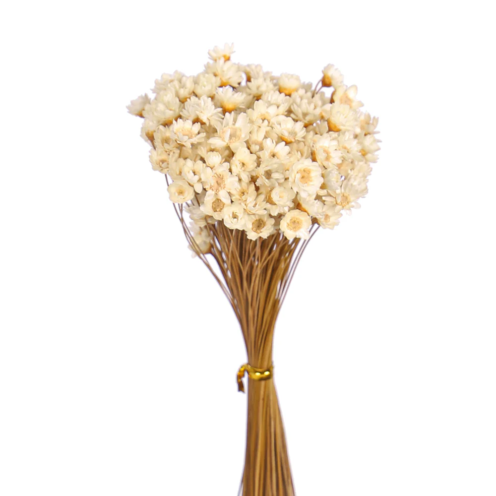 Natural Preserved Xeranthemum Flowers - Image 9
