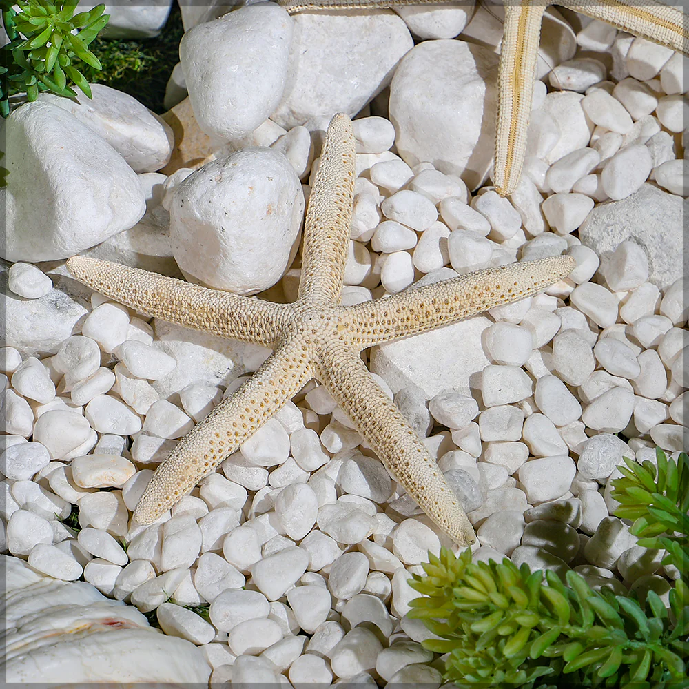 Natural Starfish - Image 3