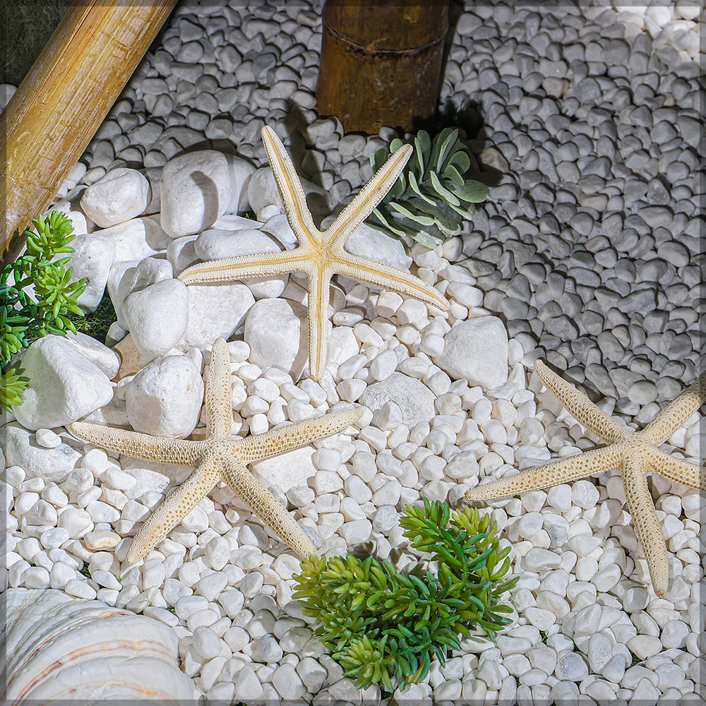 Natural Starfish - Image 4