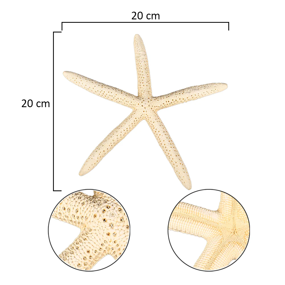 Natural Starfish - Image 6