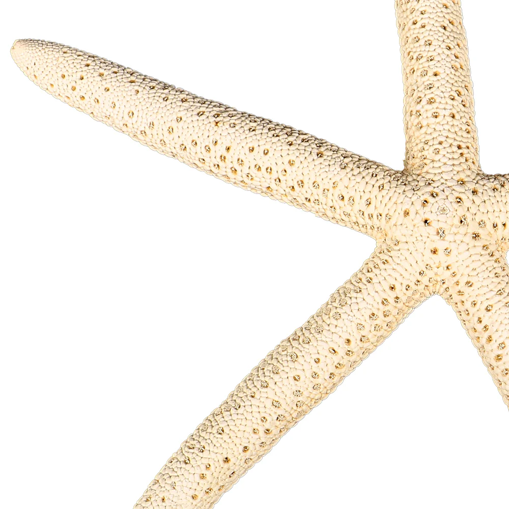 Natural Starfish - Image 7