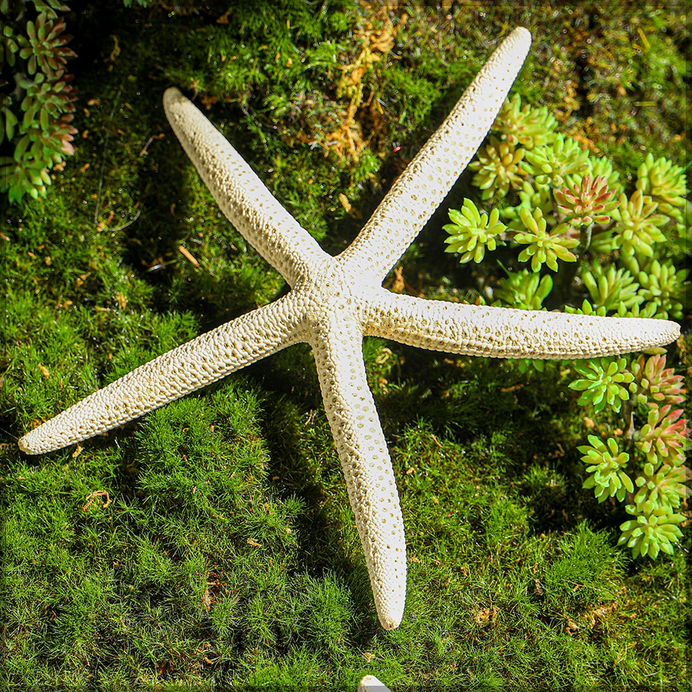 Natural Starfish - Image 8