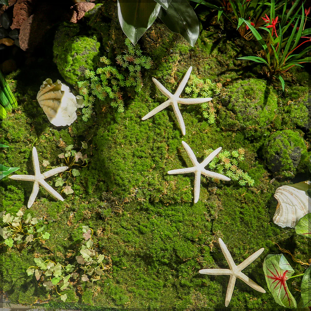 Natural Starfish - Image 9