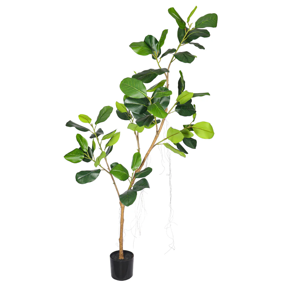 Nearly Natural Fiddle Plant 2m High(with black nursery pot) - Image 6