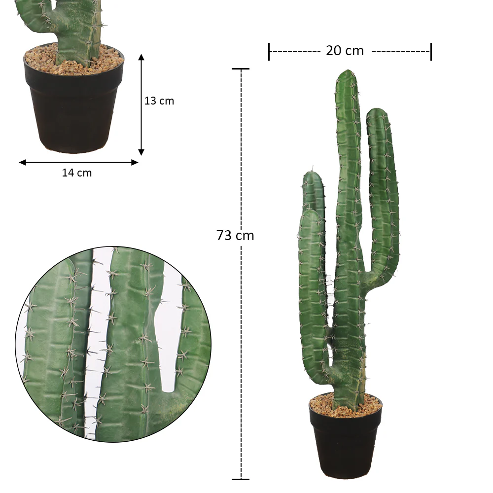 Potted Candelabra Cactus Plant - Image 3