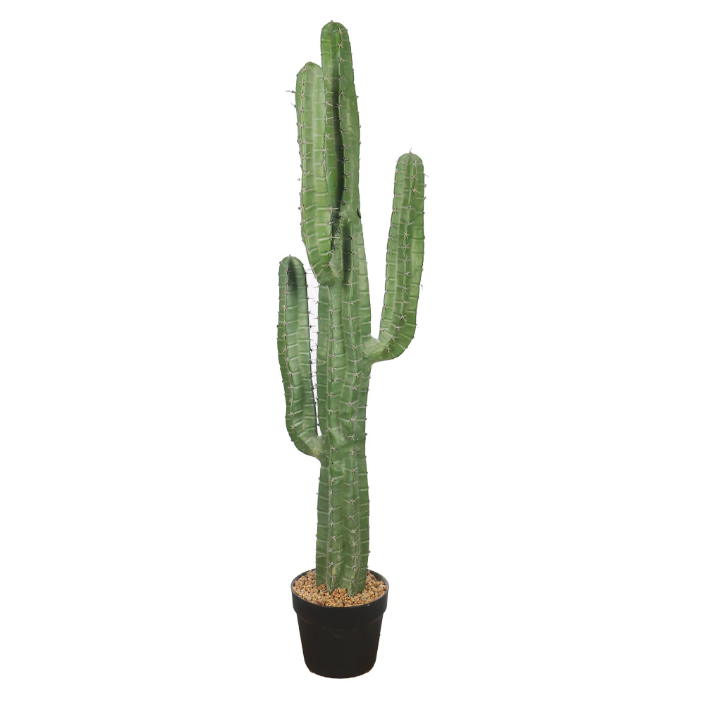 Potted Candelabra Cactus Plant - Image 8